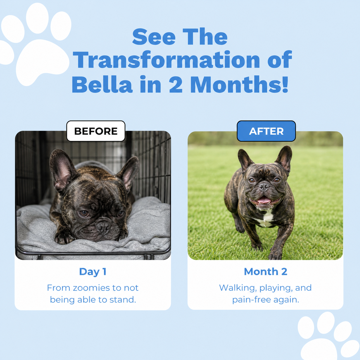 PetFormulary - DiscGuard Powder